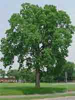 hackberry tree pic