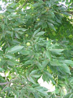 hickory tree picture