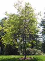 Honey Locust