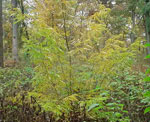 Small Honey Locust Tree Photo