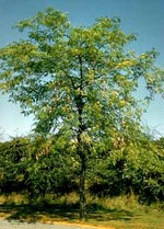 Honey Locust
