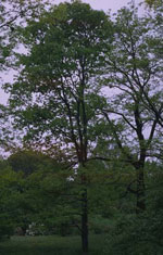 Honey Locust Picture