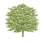Honey Locust Image
