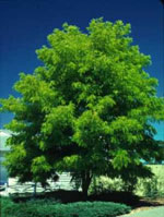 Shademaster Honey Locust Tree Photo