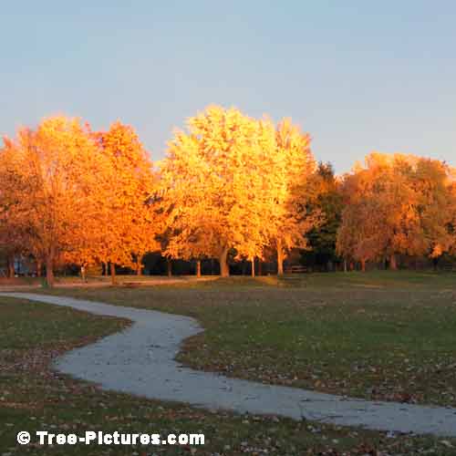 Forest Tree Paths, Impressive Maple Trees  on the Forest Path Home