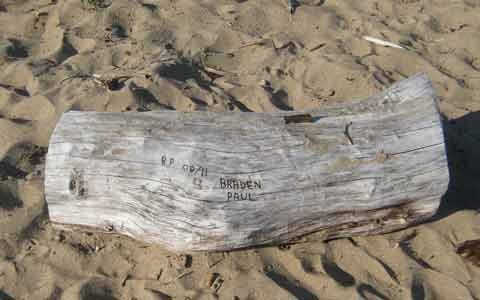 Beached Tree Picture