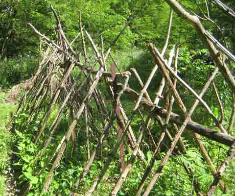 Tree Branch Garden Picture
