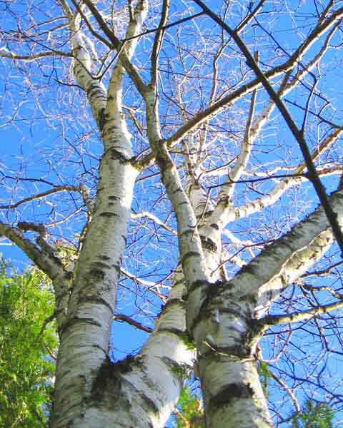 Birch Tree Branches