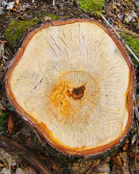 Birch Tree Bark