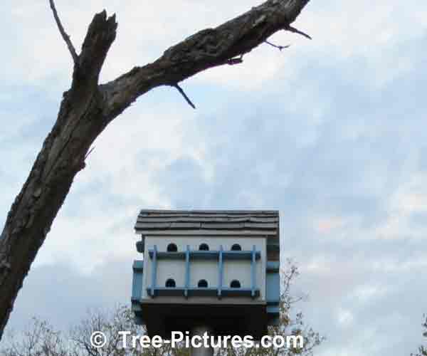 Bird Houses: Purple Martin Birdhouse