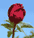 Rose Picture: Single Rose Bud | Flower+roses at Tree-Pictures.com