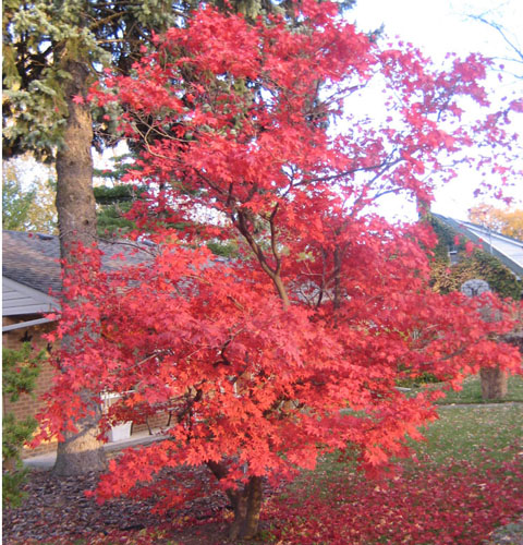 Burning Tree Picture