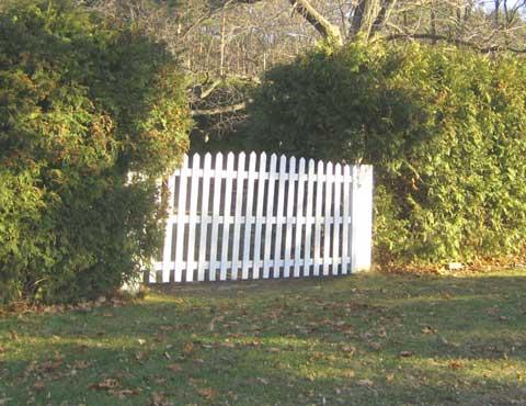 Cedar Tree Hedge Picture