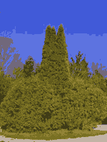 Cedar Trees 