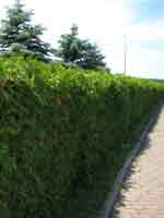 cedar tree hedge