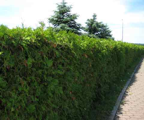 Cedar Tree Hedge Picture
