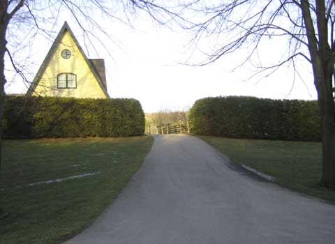 Cedar Trees Hedge