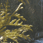 Cedar Tree Leaf Picture
