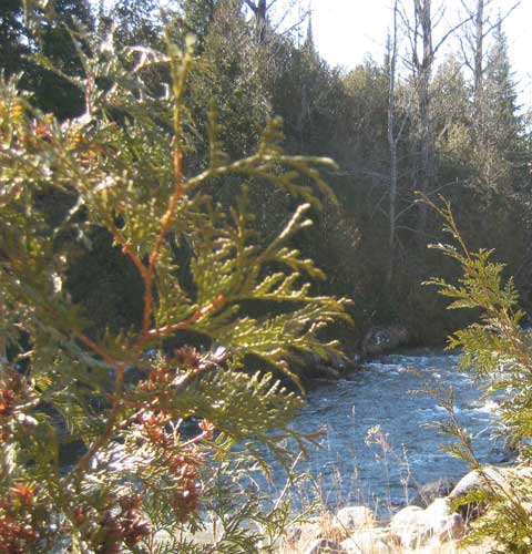 Cedar Tree Leaf, Picture of Cedar Tree Leaves