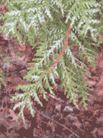 Cedar Tree Leaves