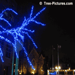 christmas tree pic