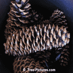 Merry Christmas: Decorated Christmas Tree Image