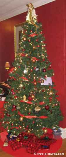 Christmas Tree, Beautiful Decorated Xmas Tree with Presents ready for Christmas Day