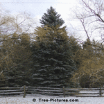 Christmas Tree in Natural Setting with Light Dusting of Snow | Christmas Trees @ Tree-Pictures.com