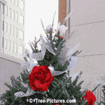 xmas tree, christmas trees
