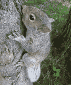 Forest Picture, Hungry Baby Grey Squirrel came down from the Trees to Forage for nuts on Forest Floor