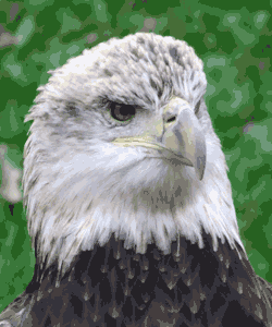 Forest Picture, Large Bald Eagle of the Forest