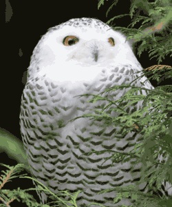 Forest Bird Picture: Female Snowy Owl