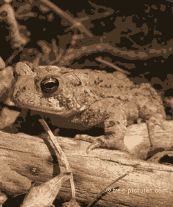 Forest Picture, Brown Forest Toad in Disguise amongst Forest Branches