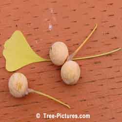 Ginkgo Biloba Tree Identification