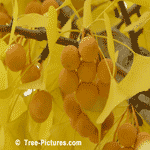 Ginkgo: Fruit of the Ginkgo Biloba Tree | Ginko Trees at Tree-Pictures.com