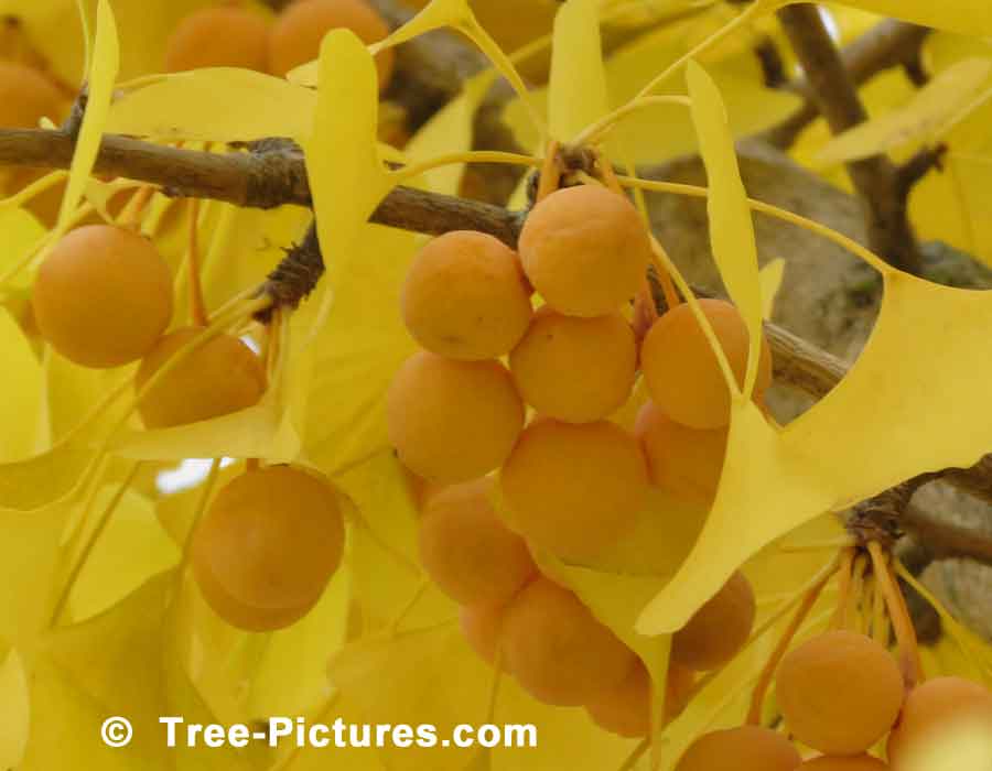 Ginkgo: Fruit of the Ginkgo Biloba Tree | Ginko Trees at Tree-Pictures.com