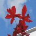 Maples: Red Japanese Maple Tree Leaf | Tree:Maple+Japanese+Leaf at Tree-Pictures.com