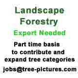 tree pics job