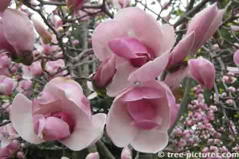 Pink Magnolia Tree Blossoms