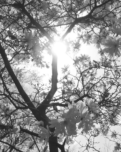 Magnolia Tree Branches