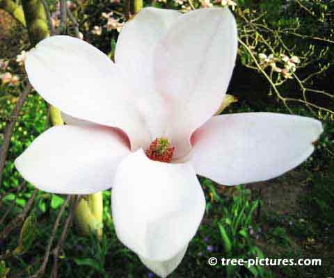Magnolia Tree Flower