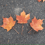 Maple Tree Wallpaper