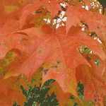 Maple Tree, Fall Red Japanese Maple Tree Leaves Picture