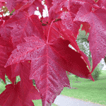 Maple Tree Leaves Wallpaper, Red Fall Leaves on the Maple Tree