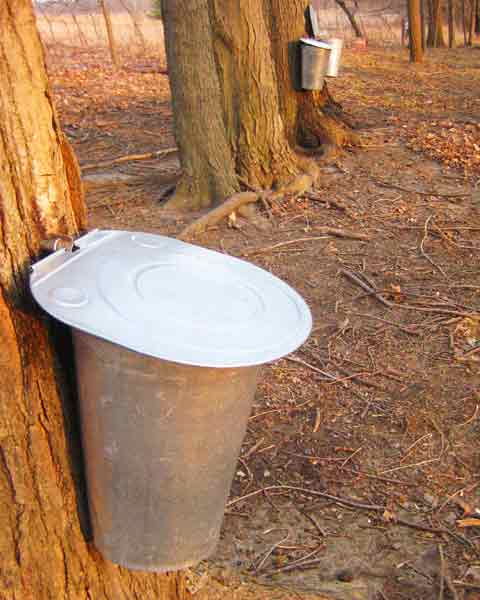 Maple Sugar Tree, Picture of Maple Sugar Tree