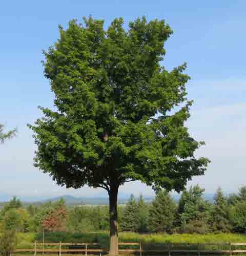 Maple Tree Leaf Picture. taken north Main State, USA - Quebec, Canada border