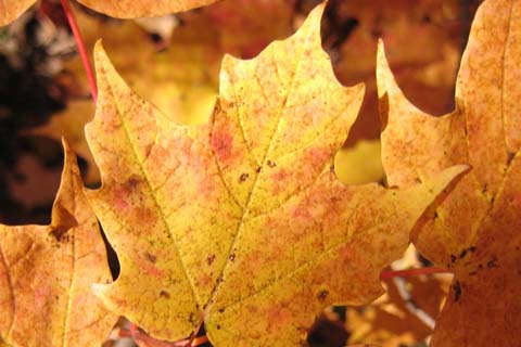 Maple Tree Leaf Picture