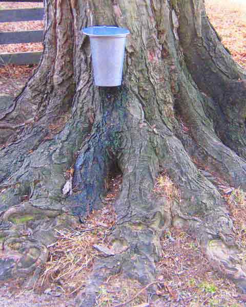 Maple Tree Roots, Picture of Maple Tree Roots