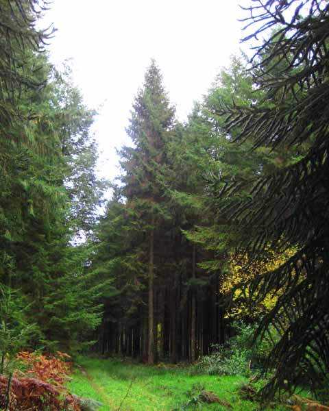 Puzzle Trees, Picture of Puzzle Trees