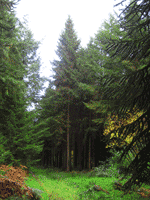 Monkey Puzzle Trees